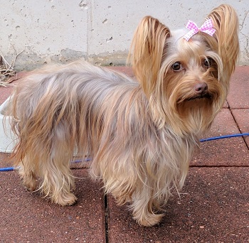 AKC Female Chocoate Yorkie, Buttercup