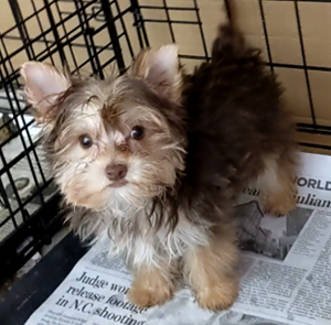 AKC Male Chocolate Yorkie, Cole