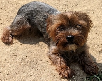 AKC Female Traditional Yorkie, Nikki