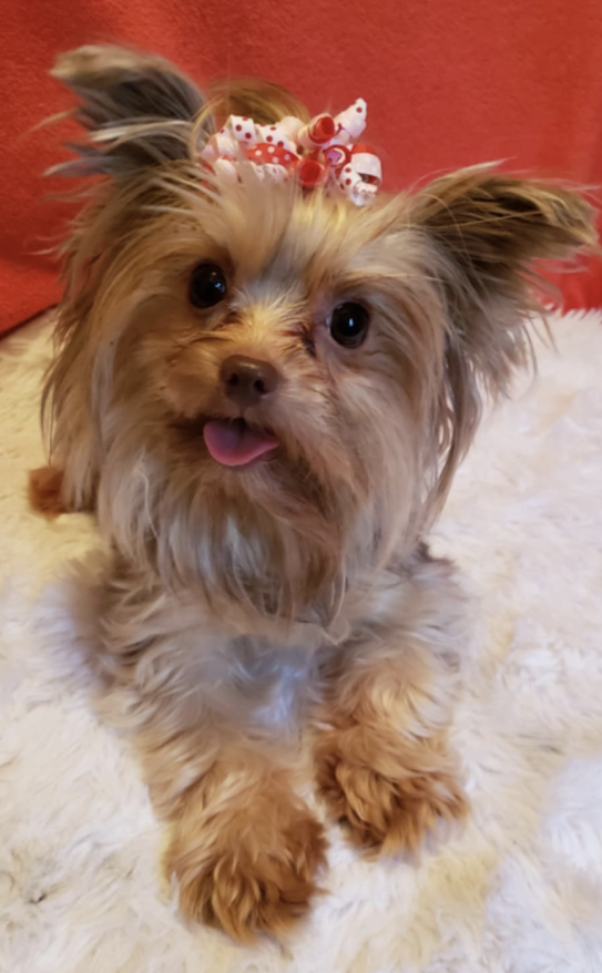 Female Yorkie
