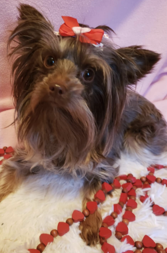 Female Yorkie