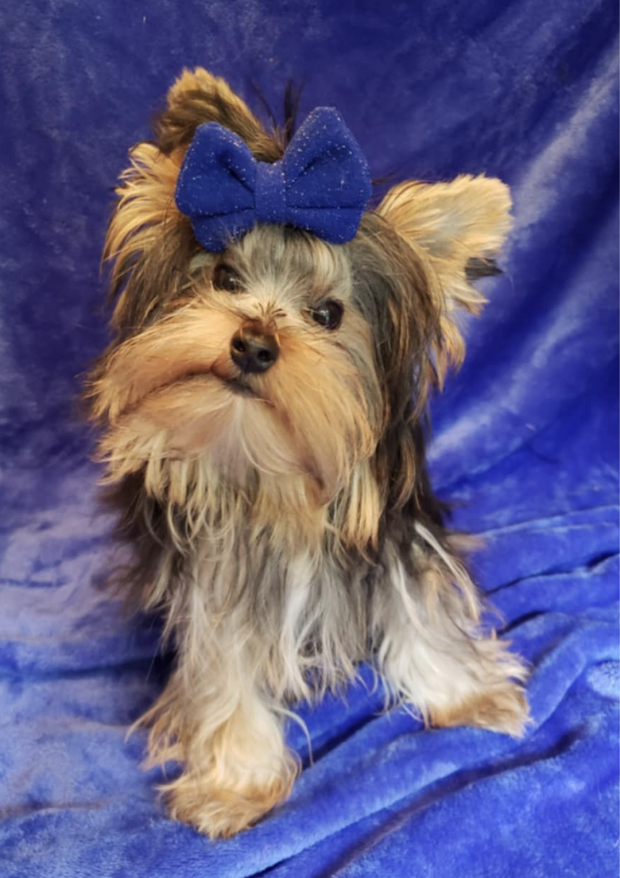 Male Yorkie