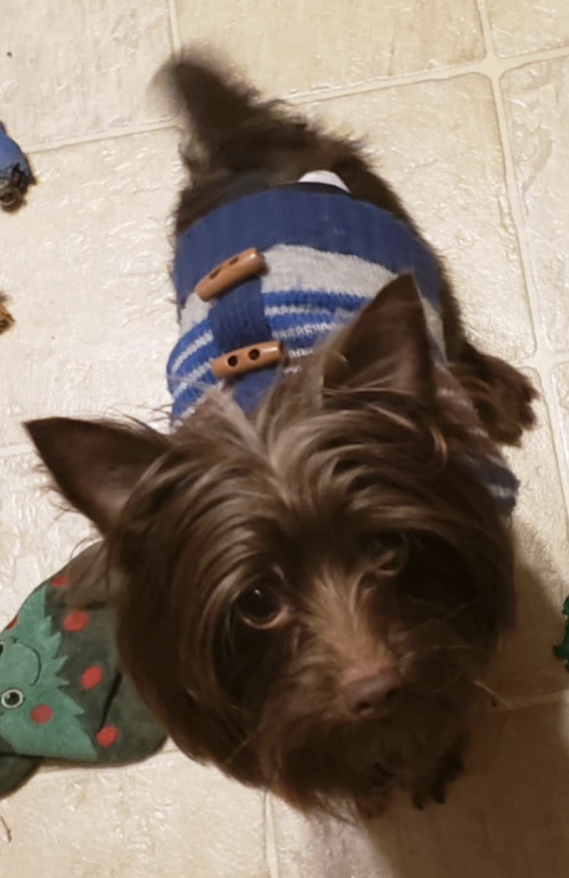 Male Yorkie