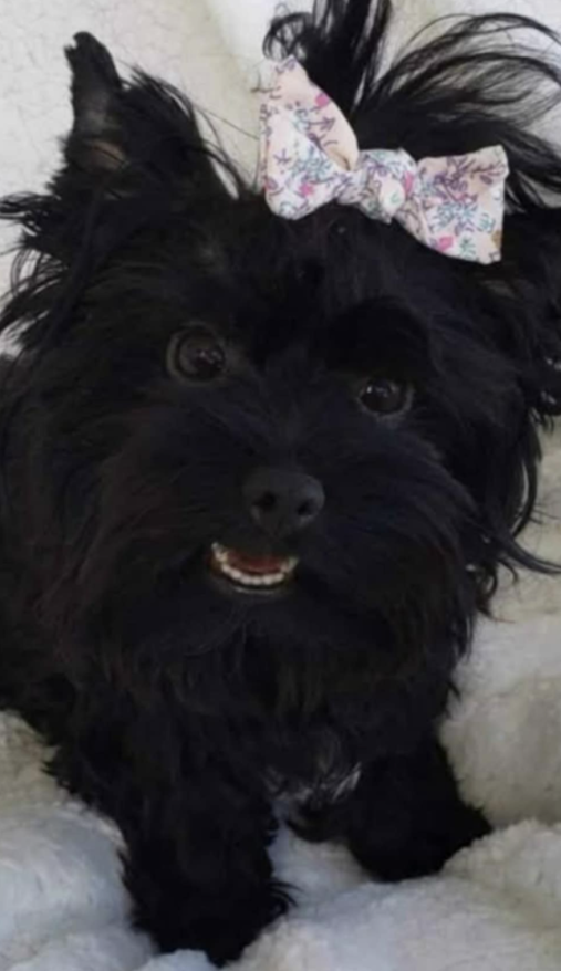 Female Yorkie