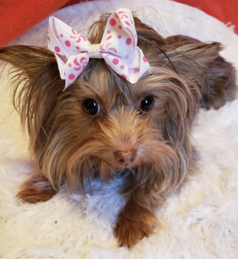 Female Yorkie