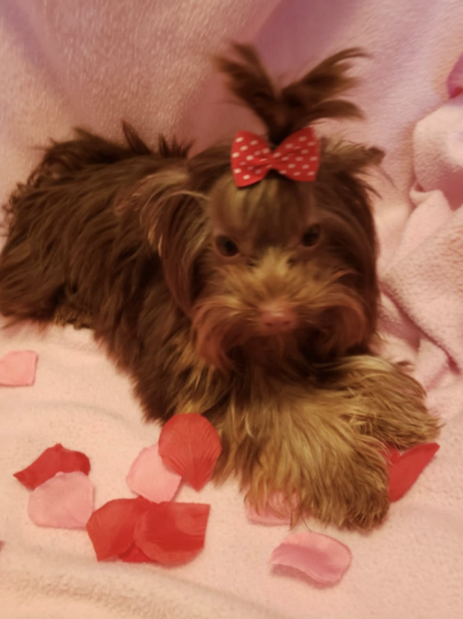Yorkie Pup For Sale