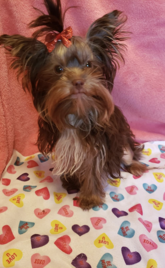 Yorkie Pup For Sale