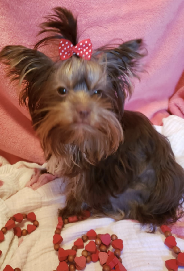 Yorkie Pup For Sale