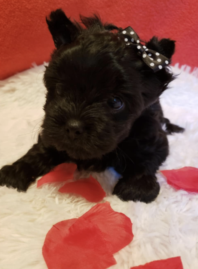 Yorkie Pup For Sale