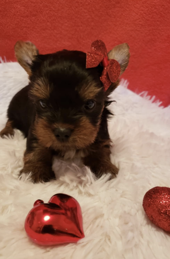 Yorkie Pup For Sale