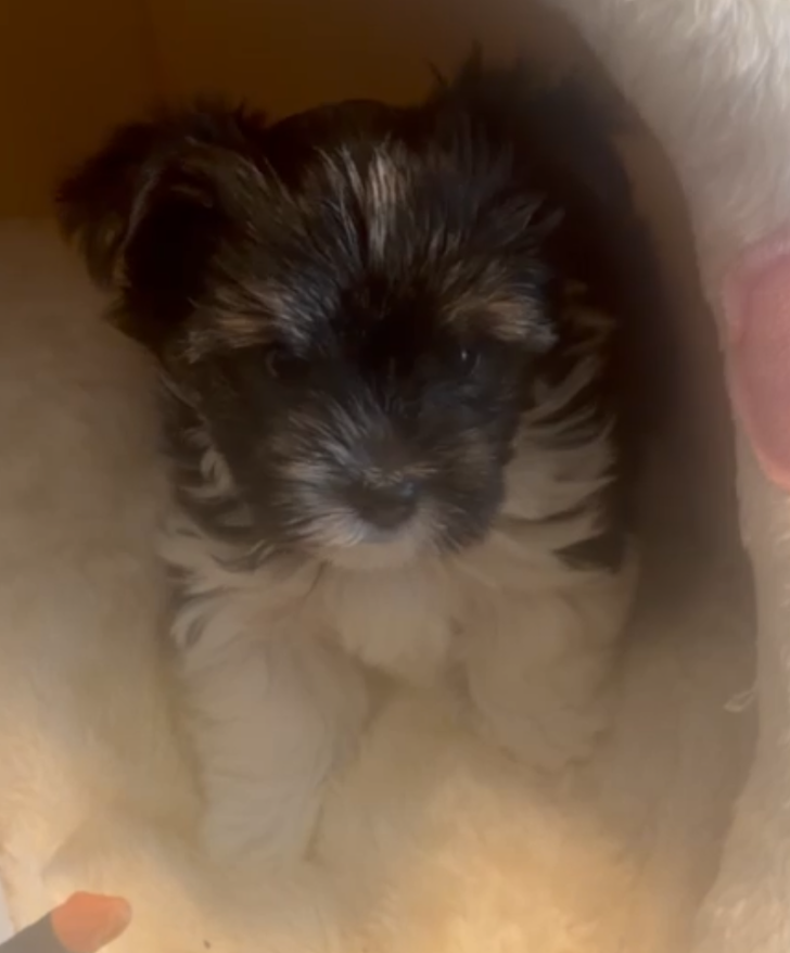 Yorkie Puppy